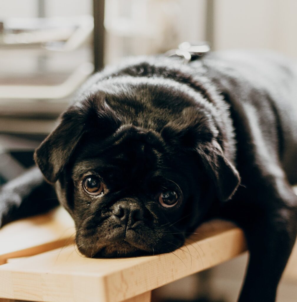 BAM! Be A Man. Cute Lazy Black Pug.